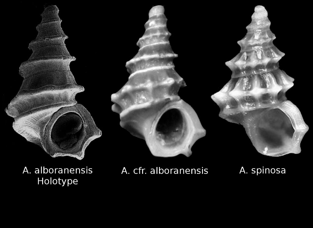 Alvania spinosa o alboranensis = alboranensis