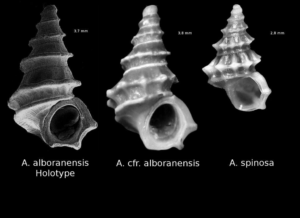 Alvania spinosa o alboranensis = alboranensis