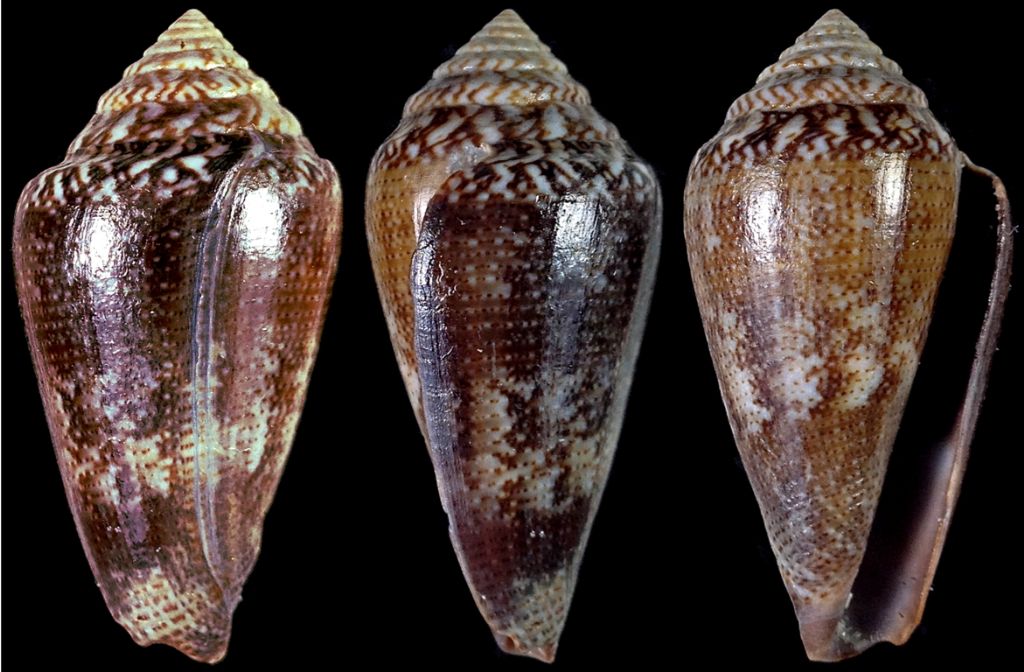 Conus desidiosus (Adams, 1854)