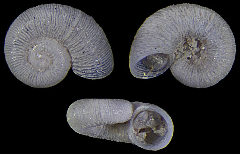 Dasyskenea suavis ???