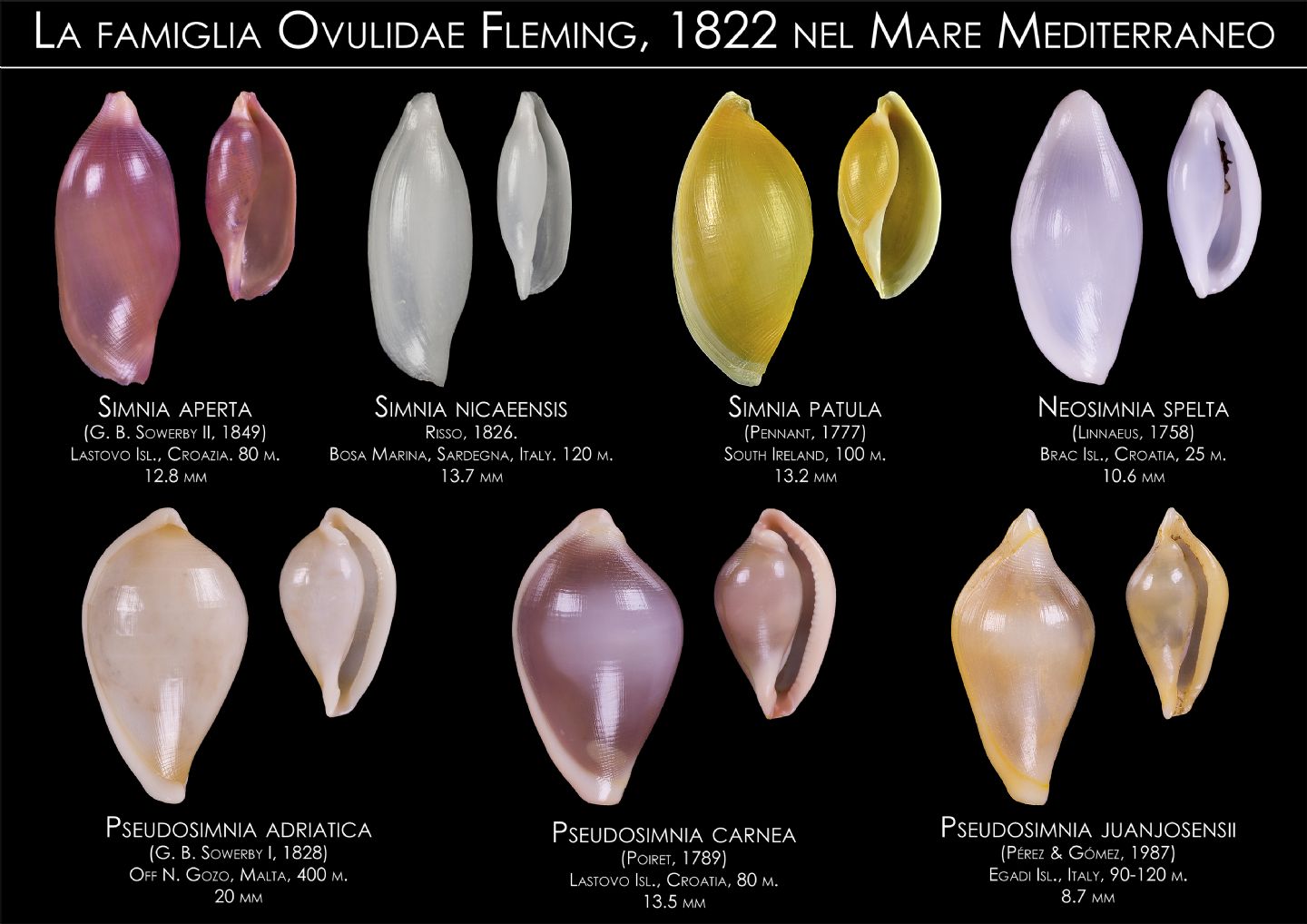 Simnea purpurea o simnea aperta