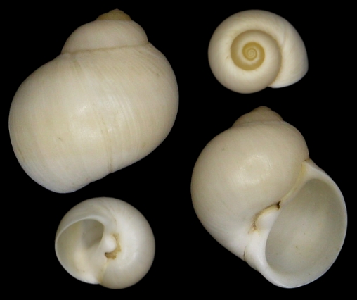 Cryptonatica operculata