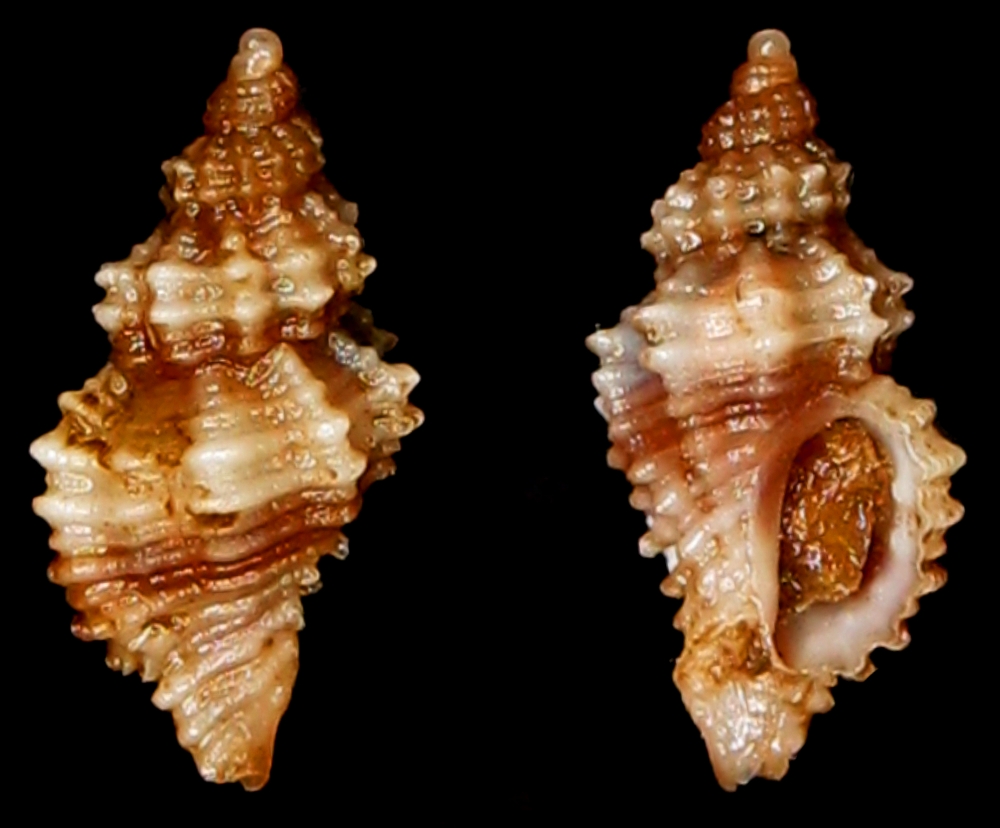 Ocinebrina sp1