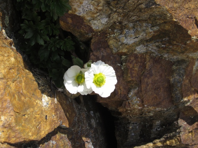 Ranunculus glacialis / Ranuncolo dei ghiacciai