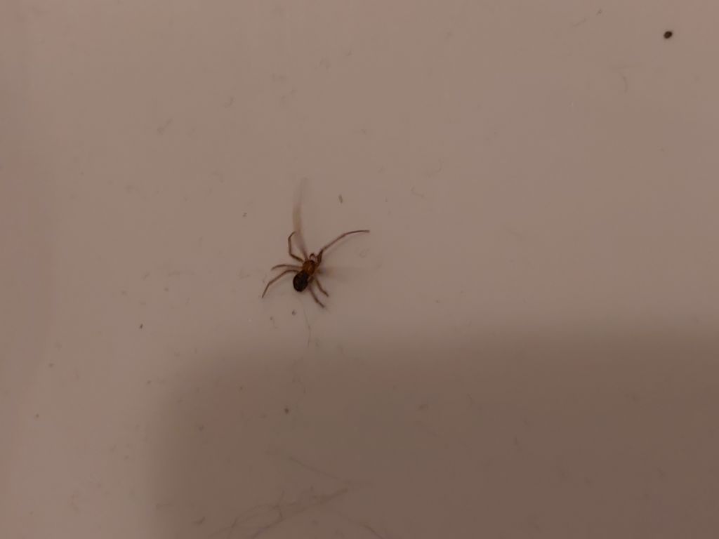 Steatoda grossa (Theridiidae) - Milano