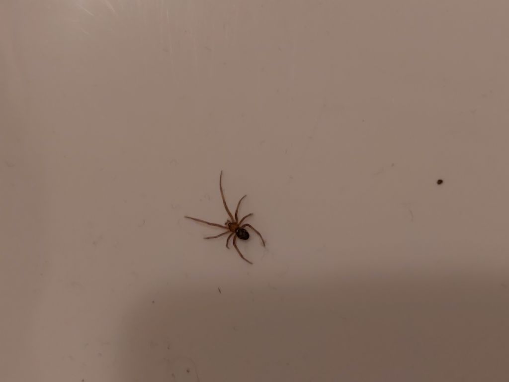 Steatoda grossa (Theridiidae) - Milano