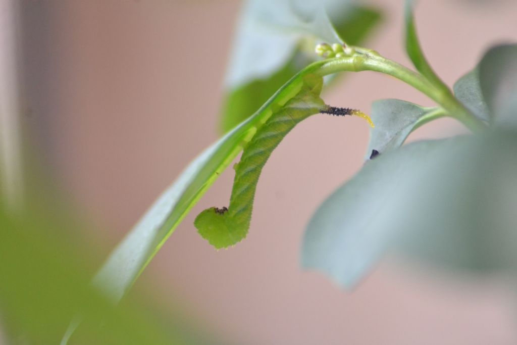 Acherontia atropos - Distribuzione