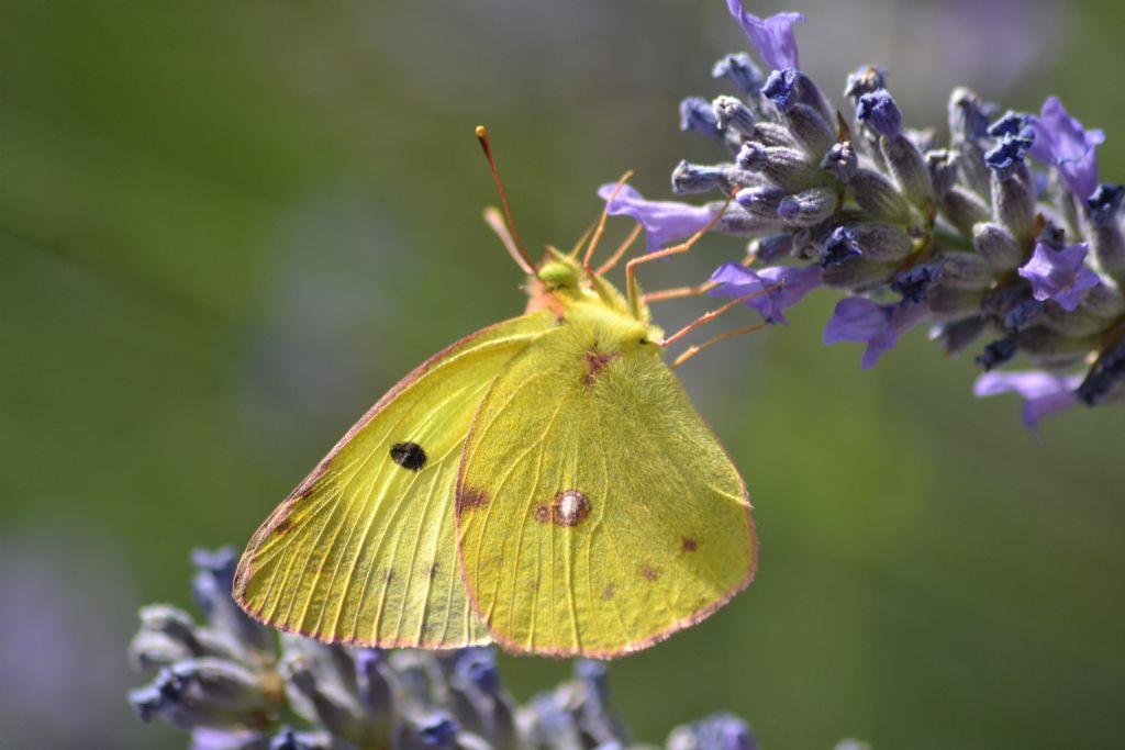 Colias quale specie? Colias alfacariensis, Pieridae