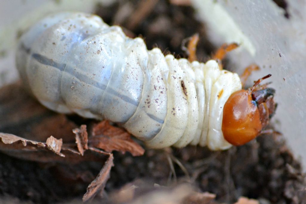 Larva di Lucanidae:  cfr.  Lucanus cervus