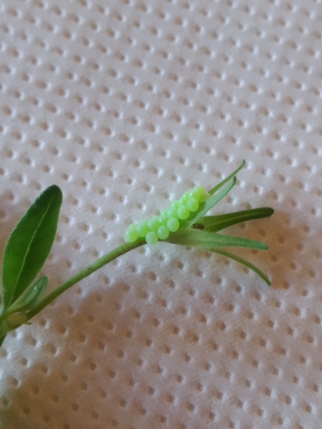 Macroglossum stellatarum - uova?