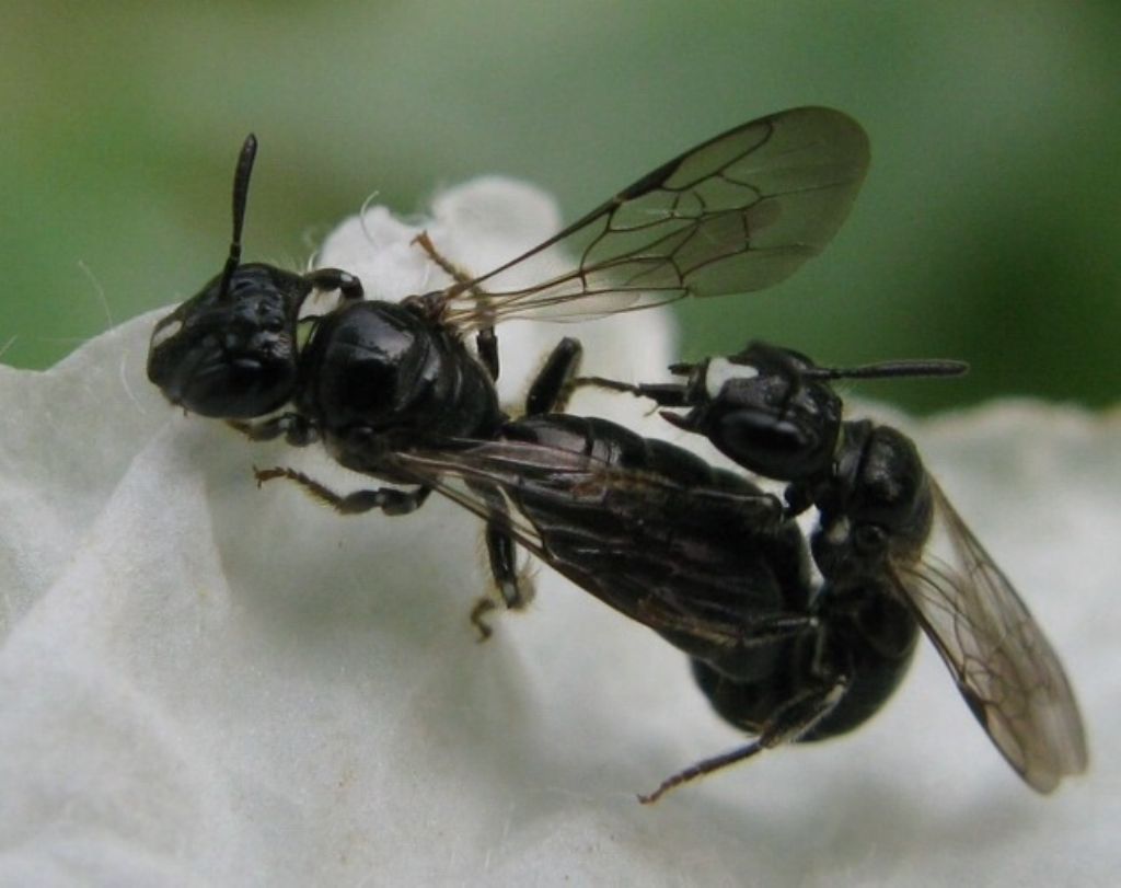 Ceratina cucurbitina? No. Halictus cfr gemmeus