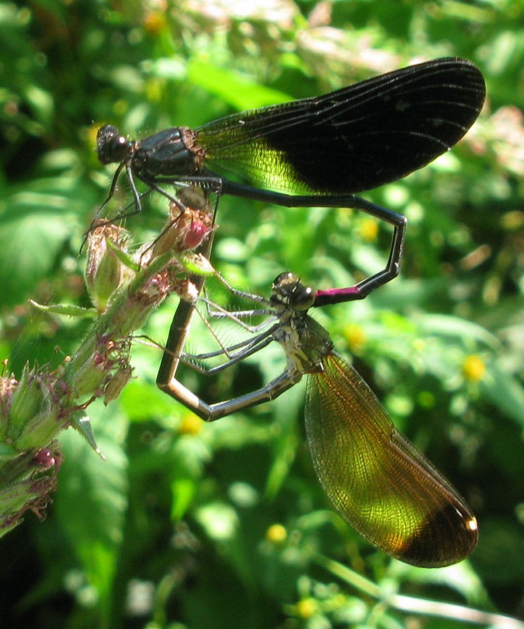 accoppiamento e deposizione di Calopterix haemorroidalis