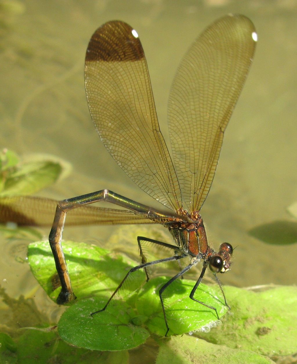 accoppiamento e deposizione di Calopterix haemorroidalis