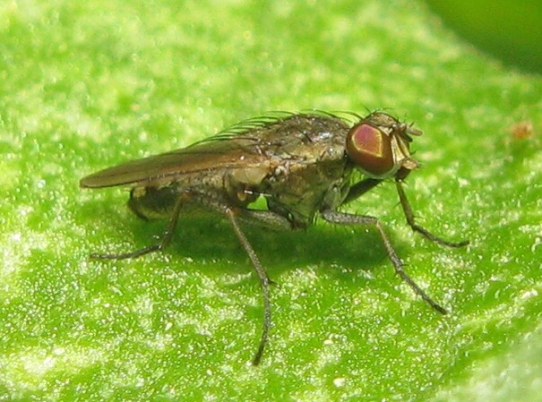 Lispe sp. (Muscidae)