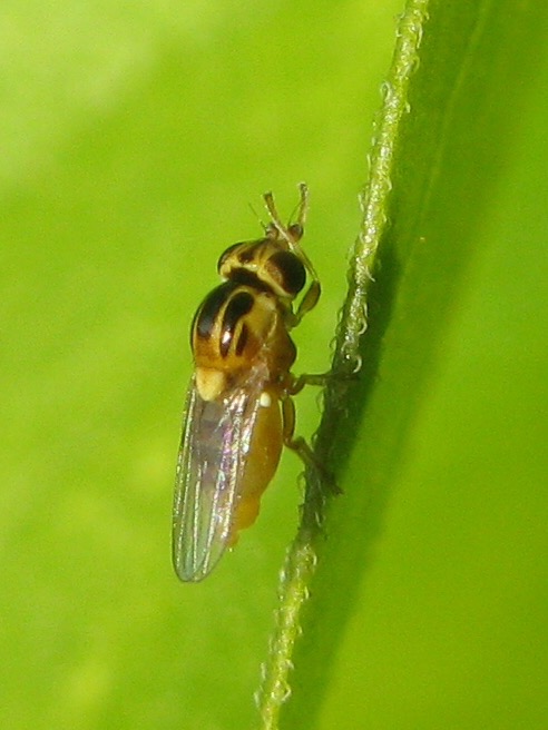 Thaumatomyia sp. (Chloropidae)