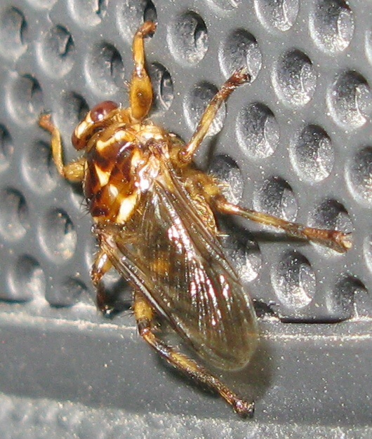 Lipoptena cervi (Hippoboscidae)