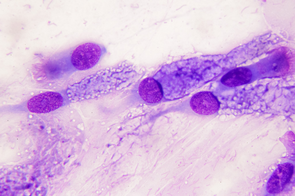 Fotomicroscopia citologica