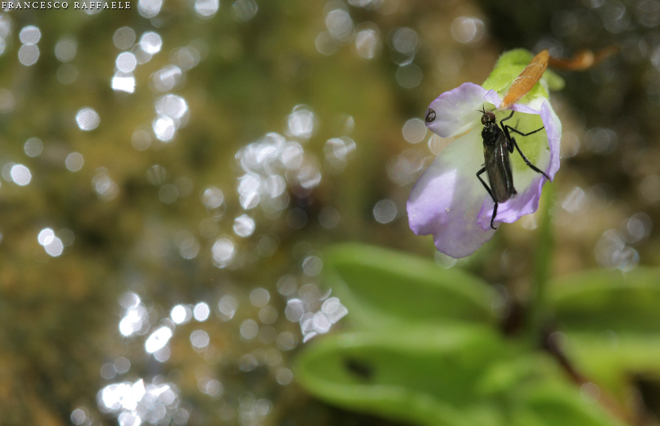 Pinguicula hirtiflora Ten. / Pinguicola cristallina