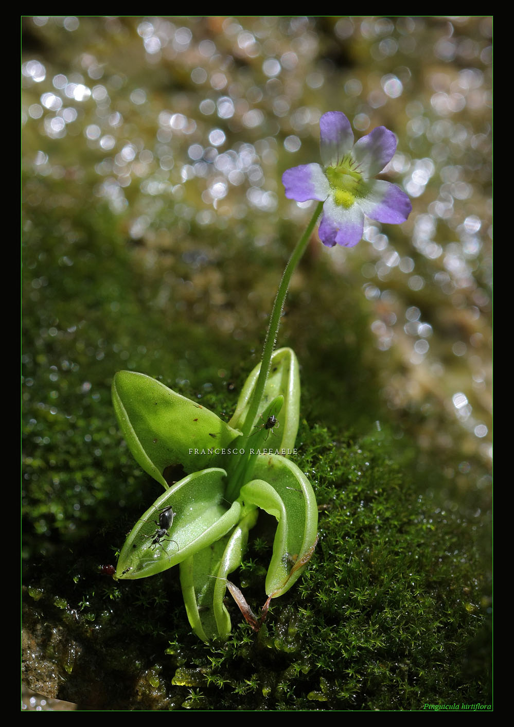 Pinguicula hirtiflora Ten. / Pinguicola cristallina