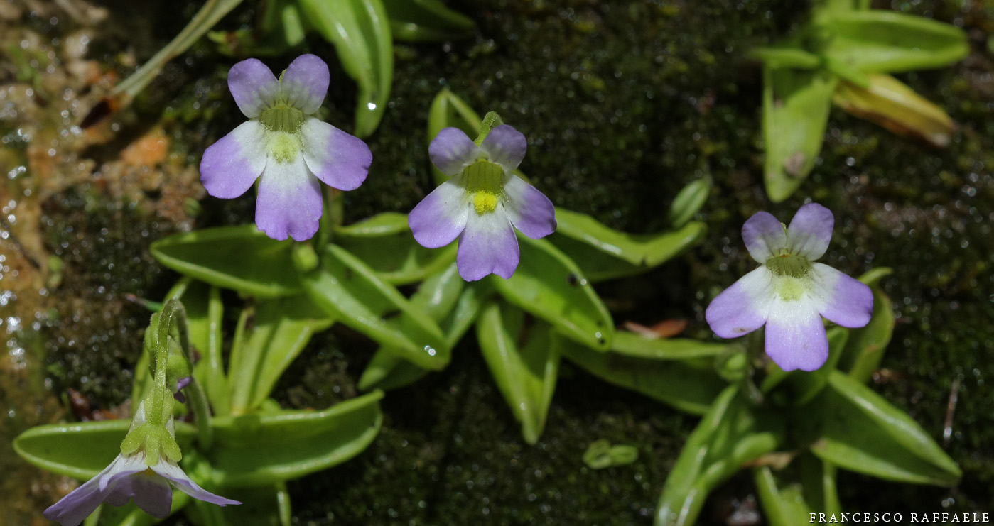 Pinguicula hirtiflora Ten. / Pinguicola cristallina