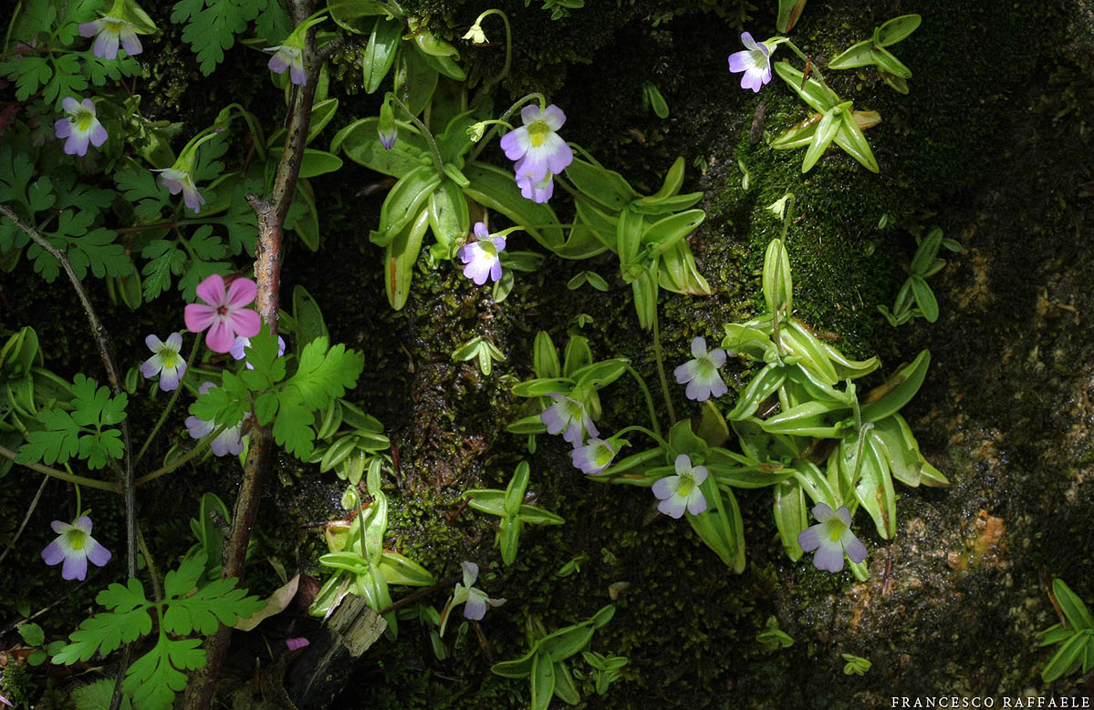 Pinguicula hirtiflora Ten. / Pinguicola cristallina