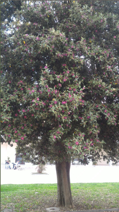Lagunaria patersonii (Malvaceae)