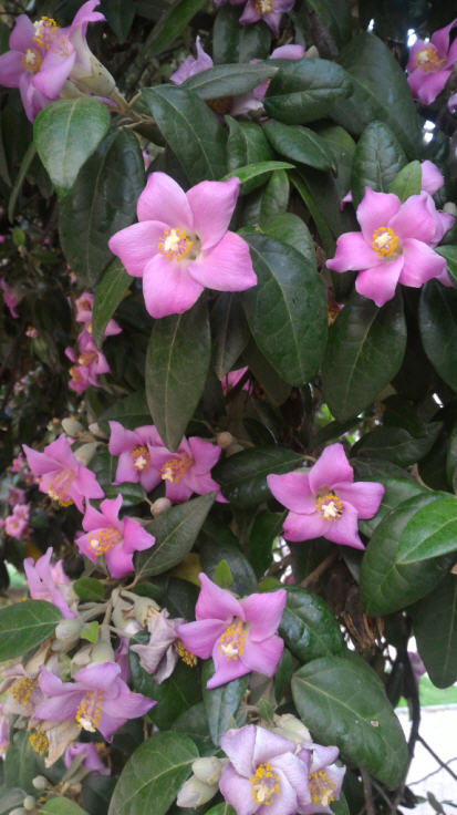 Lagunaria patersonii (Malvaceae)