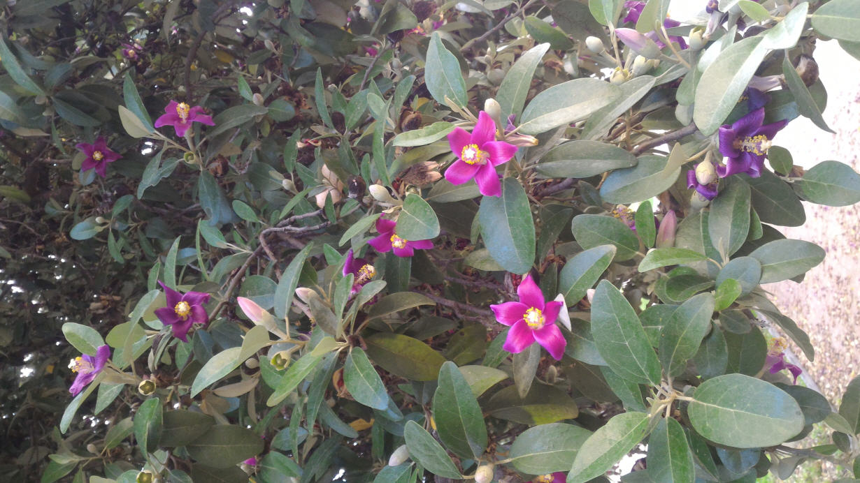 Lagunaria patersonii (Malvaceae)