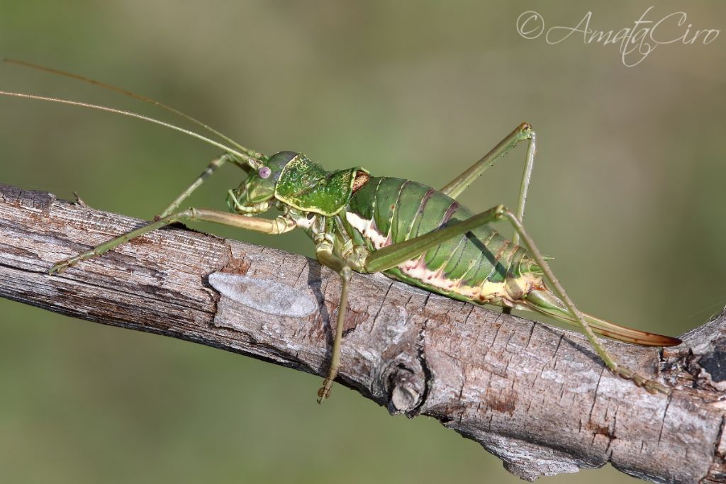 Uromenus siculus (Bradiporidae)