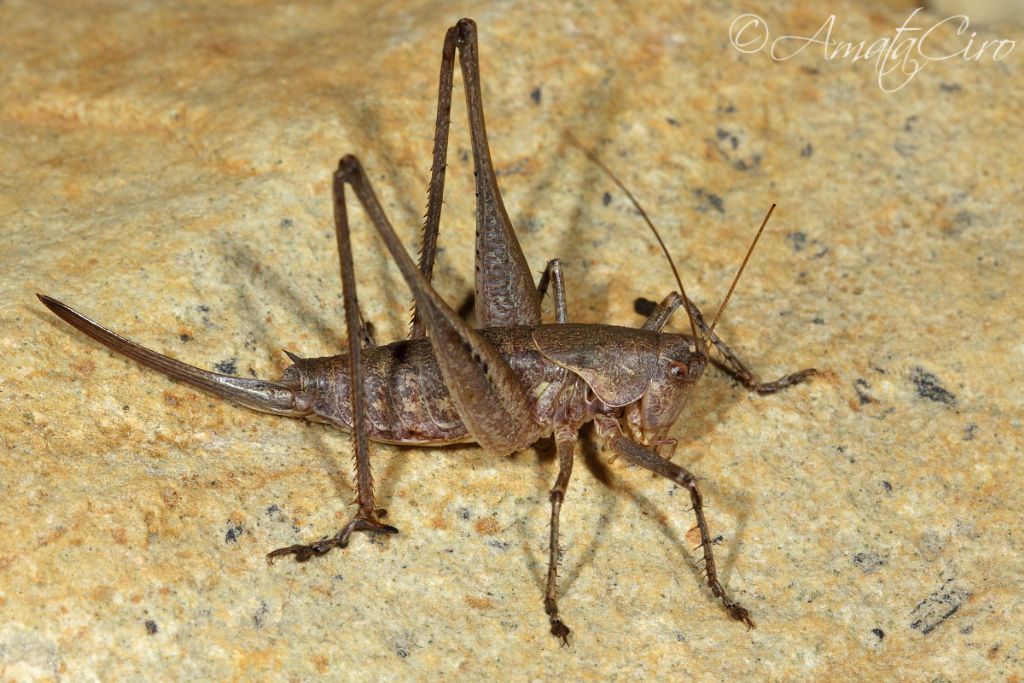 Rhacocleis cfr. neglecta (Tettigoniidae)
