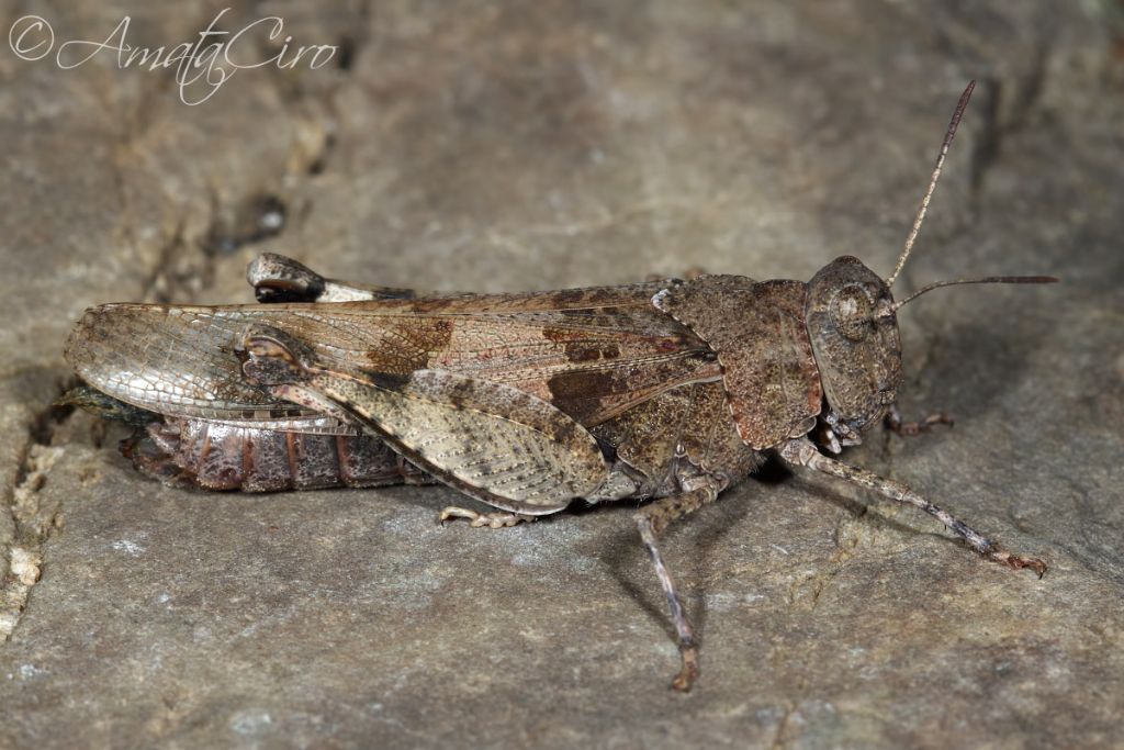Oedipoda fuscocincta