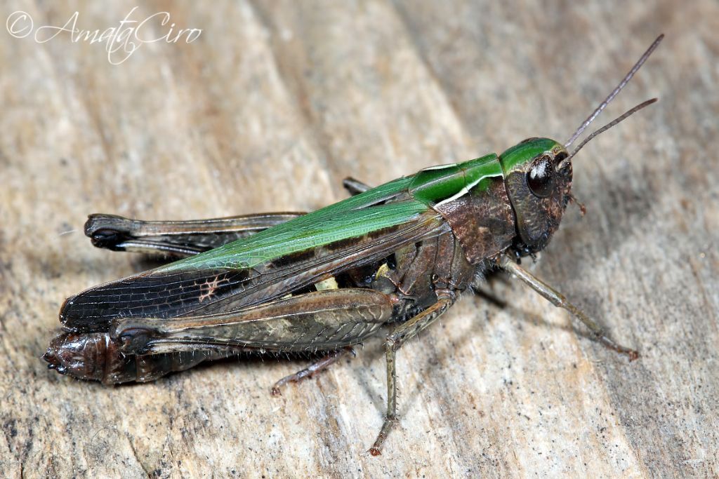 Omocestus rufipes