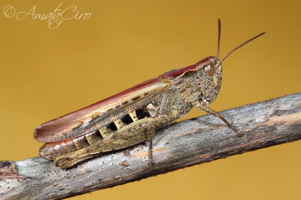 Omocestus rufipes