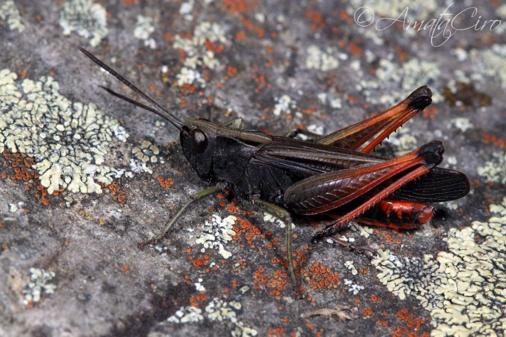 Omocestus rufipes, maschio