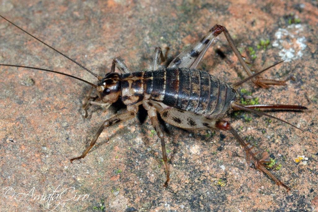 Gryllomorpha dalmatina