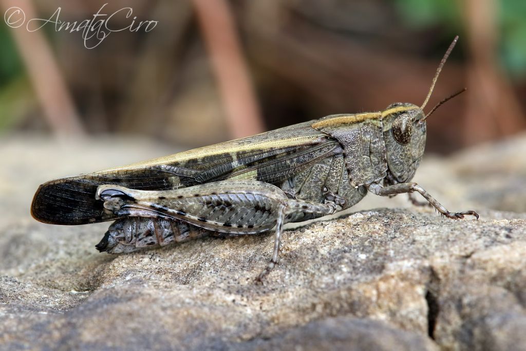 Aiolopus strepens