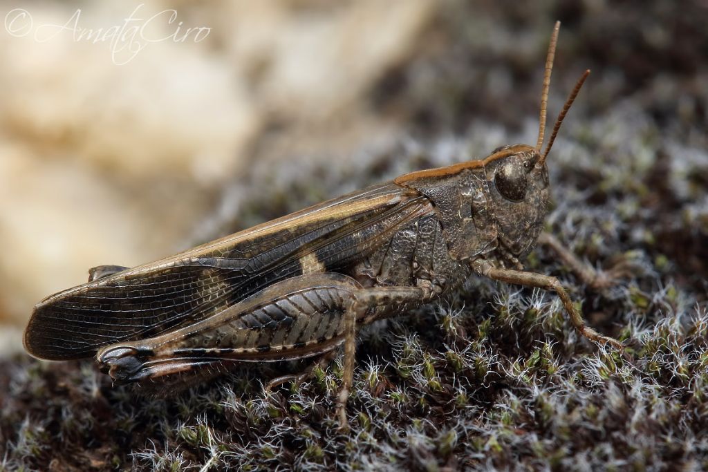 Aiolopus cfr. strepens