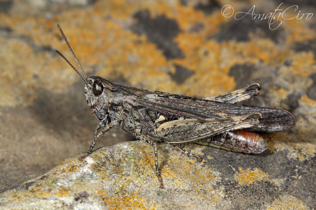 Chorthippus (Glyptobothrus) cfr. brunneus