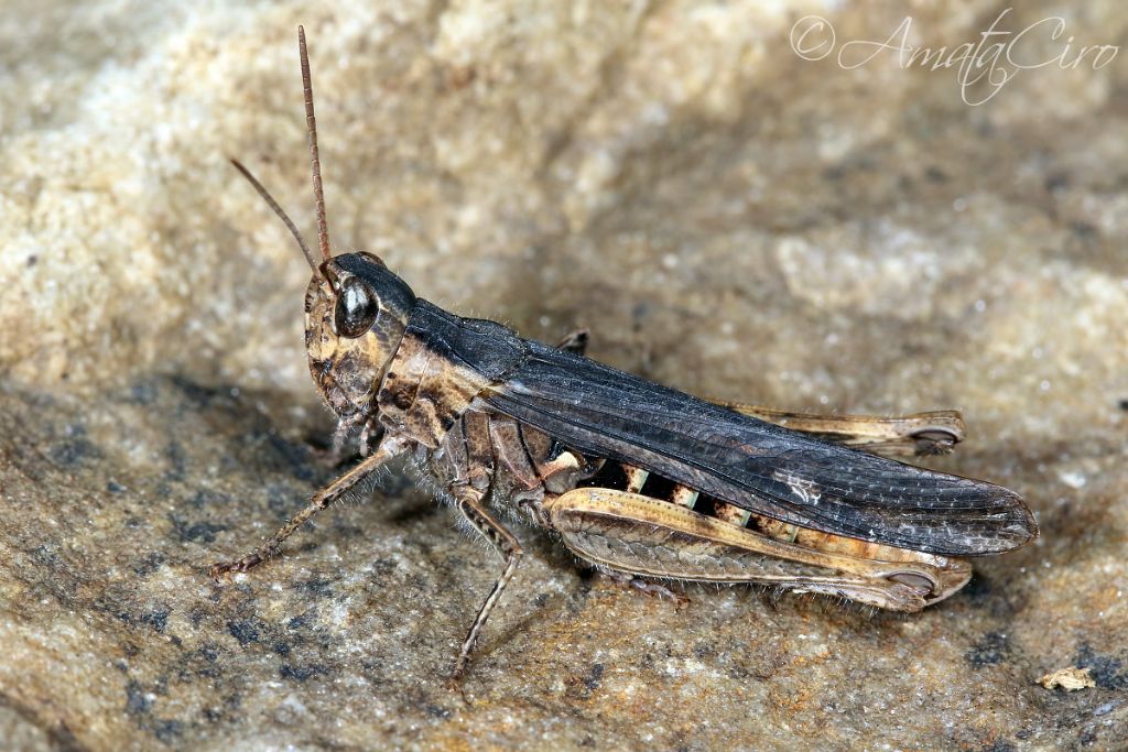 Chorthippus (Glyptobothrus) cfr. brunneus