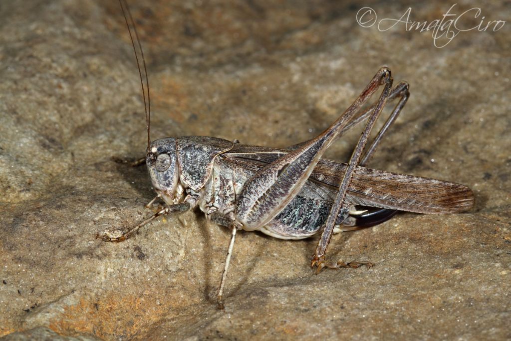 Platycleis sp., femmina