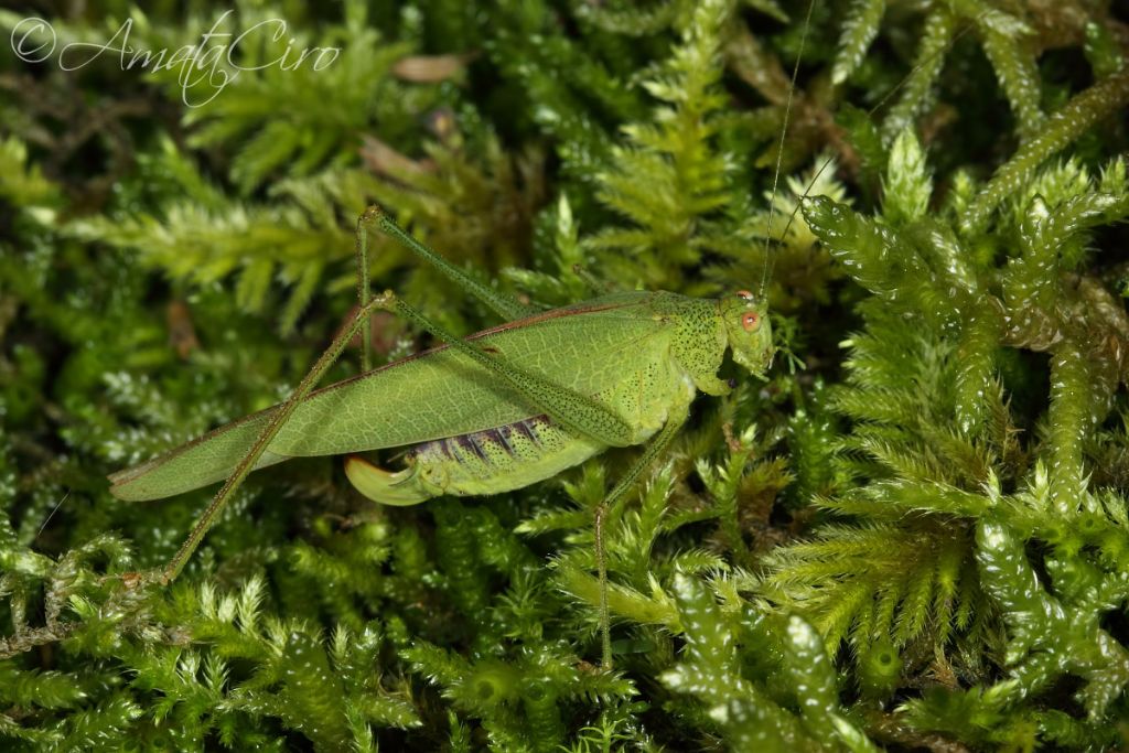 Phaneroptera nana
