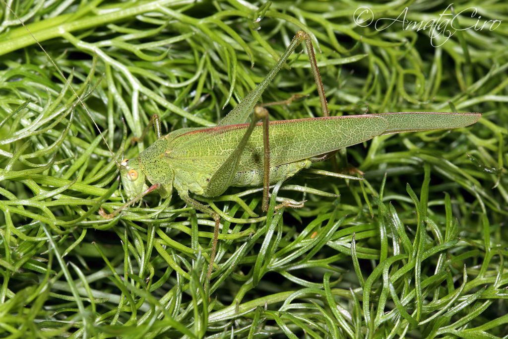 Phaneroptera nana