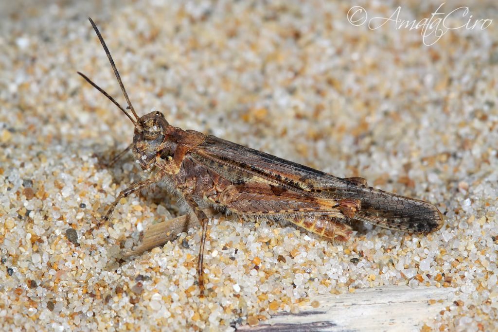 Acrotylus sp.