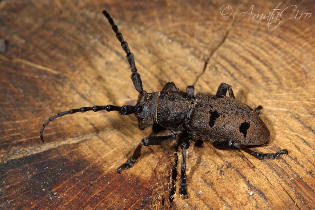 Cerambycidae: Herophila tristis