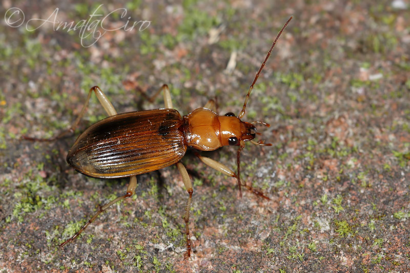 Carabidae: Nebria psammodes