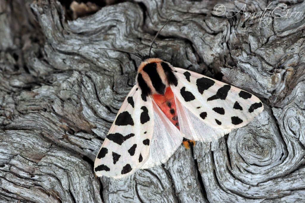 Cymbalophora pudica (Erebidae Arctiinae)