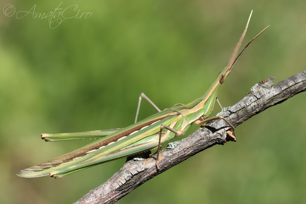 Acrida  o Truxalis ?