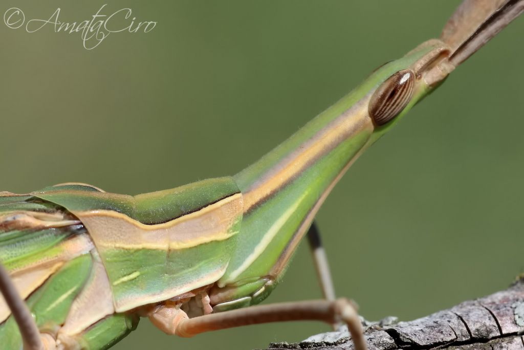 Acrida  o Truxalis ?