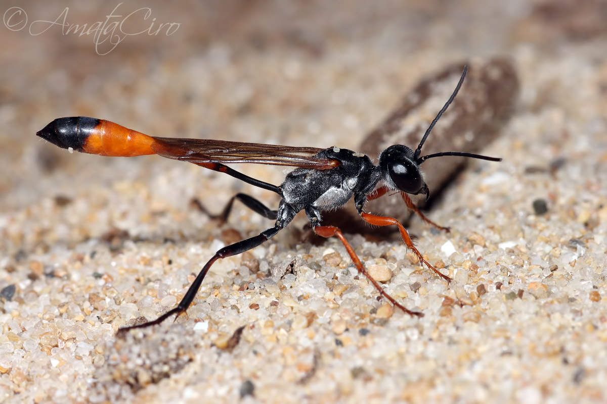 Ammophila heydeni subsp. heydeni, Sphecidae