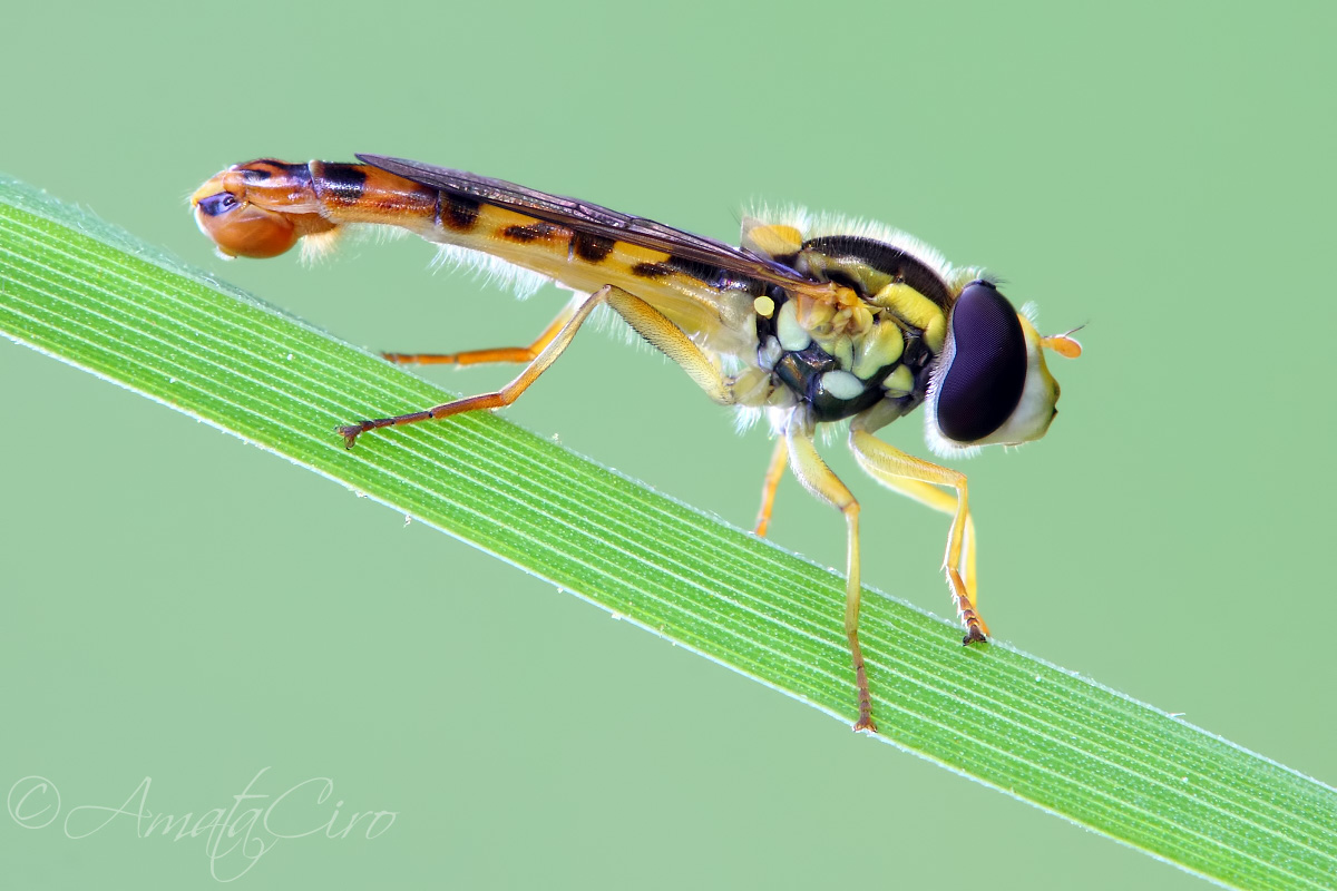 Syrphidae: Sphareophoria cfr. scripta, maschio